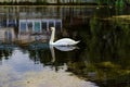 White swan swim. Royalty Free Stock Photo