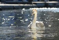 One white swan swims in the water near the embankment of the old city. Warm sunlight