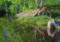 One White tailed deer fawns reflections in water. Royalty Free Stock Photo