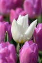 One white tulip growing in a flower field with pink tulips in spring Royalty Free Stock Photo