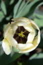 white tulip and raindrops Royalty Free Stock Photo