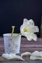 One white tulip stands alone in a white metallic small-bucket. a row of flowered tulip with fallen white petals. there is a vase
