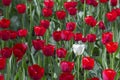 One white tulip in a variety of red tulips. Concept be special, stand out from crowd you will be noticed, be different Royalty Free Stock Photo