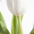 One white tulip on white sq