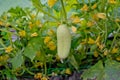 One white type angel cucumber on a bed among yellow flowers. Hybrid varieties of cucumbers in the garden Royalty Free Stock Photo