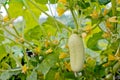 One white type angel cucumber on a bed among yellow flowers. Hybrid varieties of cucumbers in the garden