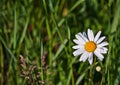 One white wild Camille on green background