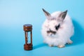 One white young rabbit sitting on blue background with sandglass and looking at wooden hour glass