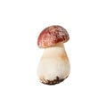 One whole edible mushroom on white background isolated close up, boletus edulis, beautiful brown cap boletus, penny bun, cep Royalty Free Stock Photo