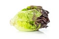 Fresh raw green lettuce red little gem isolated on white Royalty Free Stock Photo