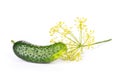 Fresh yellow dill flowers isolated on white Royalty Free Stock Photo