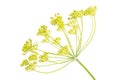 Fresh yellow dill flowers isolated on white Royalty Free Stock Photo