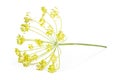 Fresh yellow dill flowers isolated on white