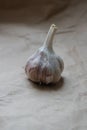 One whole garlic head on a beige paper background