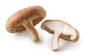 One whole and halved fresh Shiitake mushroom Royalty Free Stock Photo