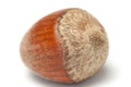 One whole hazelnut or filbert with shell macro isolated white background