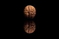 One whole isolated walnut on black background