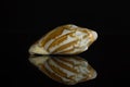 Mollusc sea shell isolated on black glass Royalty Free Stock Photo