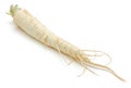 Parsley root isolated Royalty Free Stock Photo