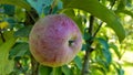 One whole red apple with green leaves hanging on a tree branch in the garden on a sunny spring day. Harvesting a ripe fruit Royalty Free Stock Photo