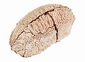 One whole single shelled Brazil nut Royalty Free Stock Photo