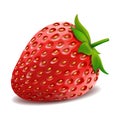 One whole strawberry. Fresh red ripe mellow berry on white background. Realistic 3d isolated vector illustration Royalty Free Stock Photo