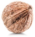 One whole uncracked walnut. Royalty Free Stock Photo