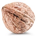 One whole walnut. Royalty Free Stock Photo