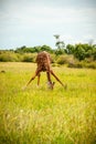 One wild giraffe drinking on the grass Royalty Free Stock Photo