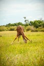 One wild giraffe drinking on the grass Royalty Free Stock Photo