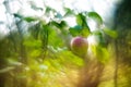 One wild apple tree in forest Royalty Free Stock Photo