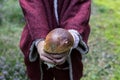 Wild boletus in the hands of a child in the forest