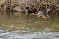 One wild duck female flying over the river