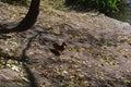 Wild duck - mallards on the shore of the pond