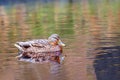 Wild duck swimming in lake, golden water, with scenic colorful reflections, fall concept