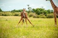 One wild giraffe drinking on the grass Royalty Free Stock Photo