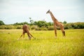 One wild giraffe drinking on the grass second looking Royalty Free Stock Photo