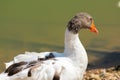 Wild goose standing on the edge of a lake Royalty Free Stock Photo