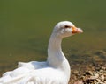 Wild goose standing on the edge of a lake Royalty Free Stock Photo