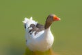 Wild goose standing on the edge of a lake Royalty Free Stock Photo