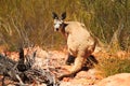 One wild kangaroo sitting in Karijini National Park