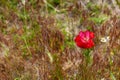 One wild red poppy flower on field of red fescue grass in warm key, top view Royalty Free Stock Photo