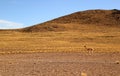 One wild Vicuna at the foothills of the Chilean Andes, Atacama desert, Chile