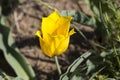 Russia. One wild yellow tulips in green grass in spring steppe in Kalmykia Royalty Free Stock Photo