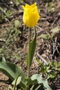 Russia. One wild yellow tulips in green grass in spring steppe in Kalmykia Royalty Free Stock Photo