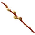 One willow branch with buds.