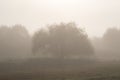 One willow tree with a large canopy in a thick fog against the forest, a foggy autumn morning Royalty Free Stock Photo