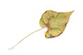 One wilted leaf