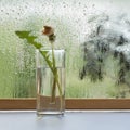 One wilting dandelion on a windowsill by a wet window, spring rainy day. Royalty Free Stock Photo