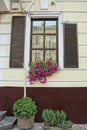 One window with brown wooden shutters and a flowerpot with decorative flowers Royalty Free Stock Photo